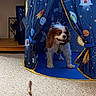 dog, cavalier_king_charles_spaniel, tent, space_theme, carpet, indoor, play_tent, toy, treat, pet, window, art, decor, animal, cute, furry, smiling, happy, home, cozy