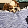 Louie is registered to the contest to win money with this photo: dog, sleeping, pillow, bedroom, quilt, brown_and_white, cozy, indoor, pet, resting, cute, fur, nap, canine, couch, blanket, closeup, relaxing, home, comfort