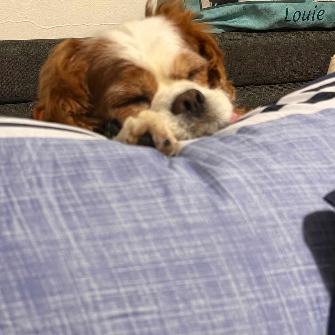 Louie
