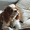 Louie is registered to the contest to win money with this photo: dog, cavalier_king_charles_spaniel, pet, couch, pillow, indoor, fur, brown_and_white, animal, domestic_animal, relaxing, close_up, portrait, leather, tag, collar, cozy, soft_light, companion, resting