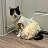 Saber joined the competition — help win amazing prizes! cat, calico_cat, dress, tulle, lace, indoor, wooden_floor, pet, animal, curious, sitting, costume, adorable, feline, domestic_cat, tail, door, wall, floor, cute
