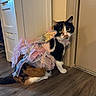Saber joined the competition — help win amazing prizes! cat, calico_cat, costume, fairy_wings, pink, indoor, wooden_floor, door, cabinet, pet, animal, feline, curious, sitting, whiskers, ears, tail, fur, green_eyes, domestic_cat