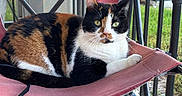 Saber is registered to the contest to win money with this photo: cat, calico_cat, feline, pet, animal, chair, folding_chair, outdoor, porch, green_eyes, fur, relaxed, sitting, metal_railings, grass, daylight, curious, resting, domestic_animal, close_up