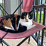 cat, calico_cat, feline, pet, animal, chair, folding_chair, outdoor, porch, green_eyes, fur, relaxed, sitting, metal_railings, grass, daylight, curious, resting, domestic_animal, close_up