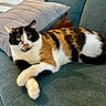 cat, calico_cat, pet, feline, animal, indoor, couch, pillow, relaxed, fur, whiskers, ears, green_eyes, crossed_paws, domestic_animal, cute, resting, cozy, home, living_room