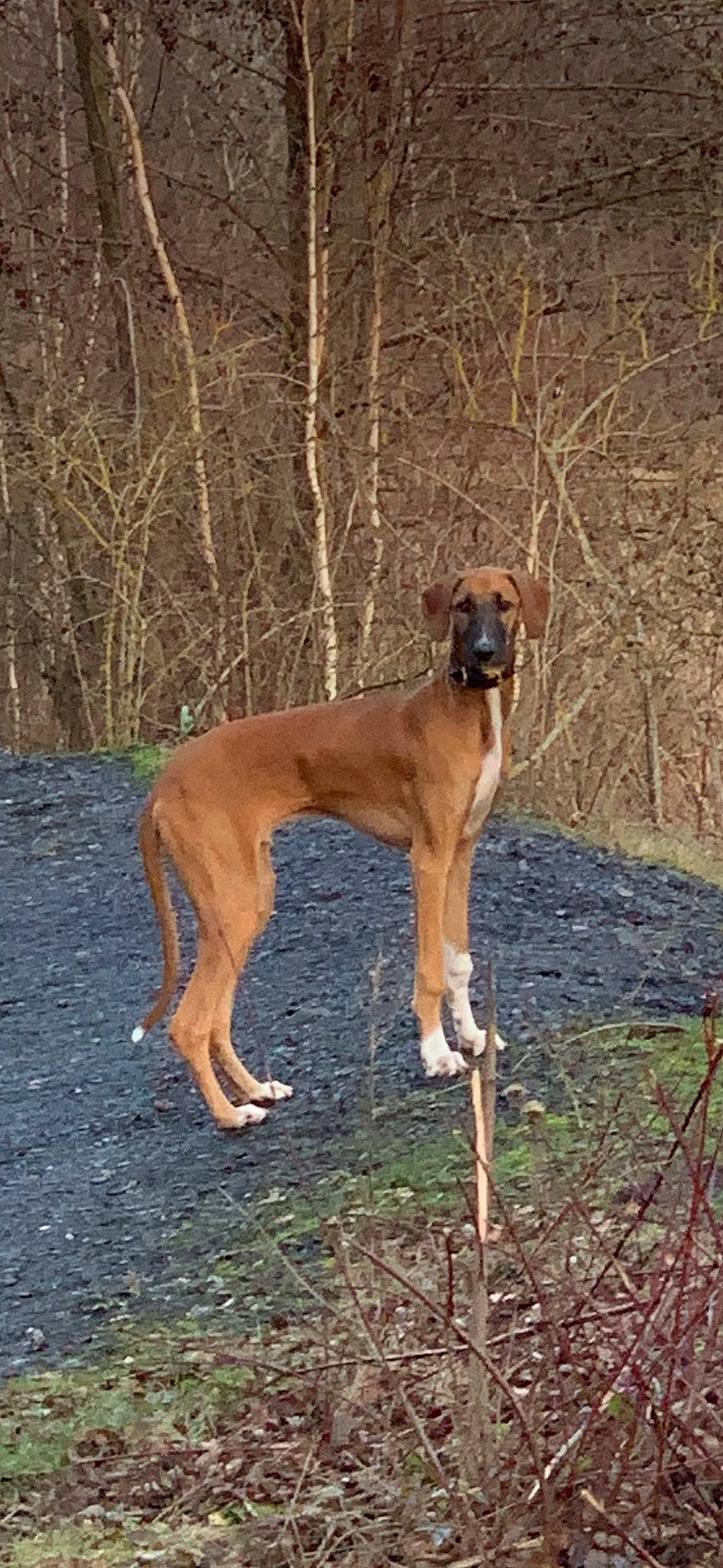 Aslan a rejoint le concours — aidez-le/la à gagner de superbes lots ! canidae, carnivore, collar, companion_dog, dog, dog_breed, dog_supply, fawn, magyar_agar, mudhol_hound, rampur_greyhound, sighthound, snout, sporting_group, tail, terrestrial_animal, tree, wood, working_animal, working_dog