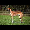 Aslan a rejoint le concours — aidez-le/la à gagner de superbes lots ! accessories, animal, antelope, canine, dog, field, gazelle, grass, grassland, greatdane, hound, impala, lawn, leash, nature, outdoors, pet, plant, pointer, strap
