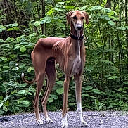 Aslan participe au concours pour gagner de l'argent avec cette photo : alert, animal, brown_dog, canine, collar, daylight, dog, forest, greenery, leaves, nature, outdoor, path, quiet, slim, standing, trees, walking_path, white_paws, wildlife