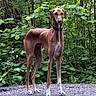 alert, animal, brown_dog, canine, collar, daylight, dog, forest, greenery, leaves, nature, outdoor, path, quiet, slim, standing, trees, walking_path, white_paws, wildlife