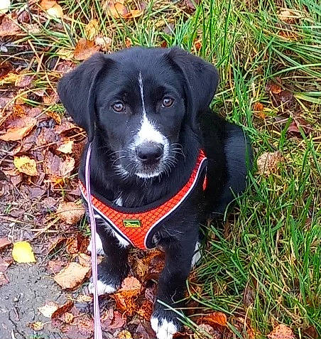 Bella a rejoint le concours — aidez-le/la à gagner de superbes lots ! adventure, borador, canidae, carnivore, collar, companion_dog, dog, dog_breed, dog_collar, dog_supply, electric_blue, grass, personal_protective_equipment, plant, snout, sporting_group, tail, whiskers, working_animal, working_dog