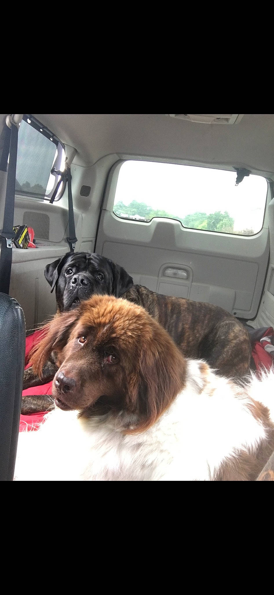 Parker is registered to the contest to win money with this photo: auto_part, automotive_exterior, automotive_mirror, car, car_seat, car_seat_cover, carnivore, companion_dog, dog, dog_breed, family_car, fur, liver, luxury_vehicle, motor_vehicle, snout, sporting_group, vehicle, vehicle_door, window