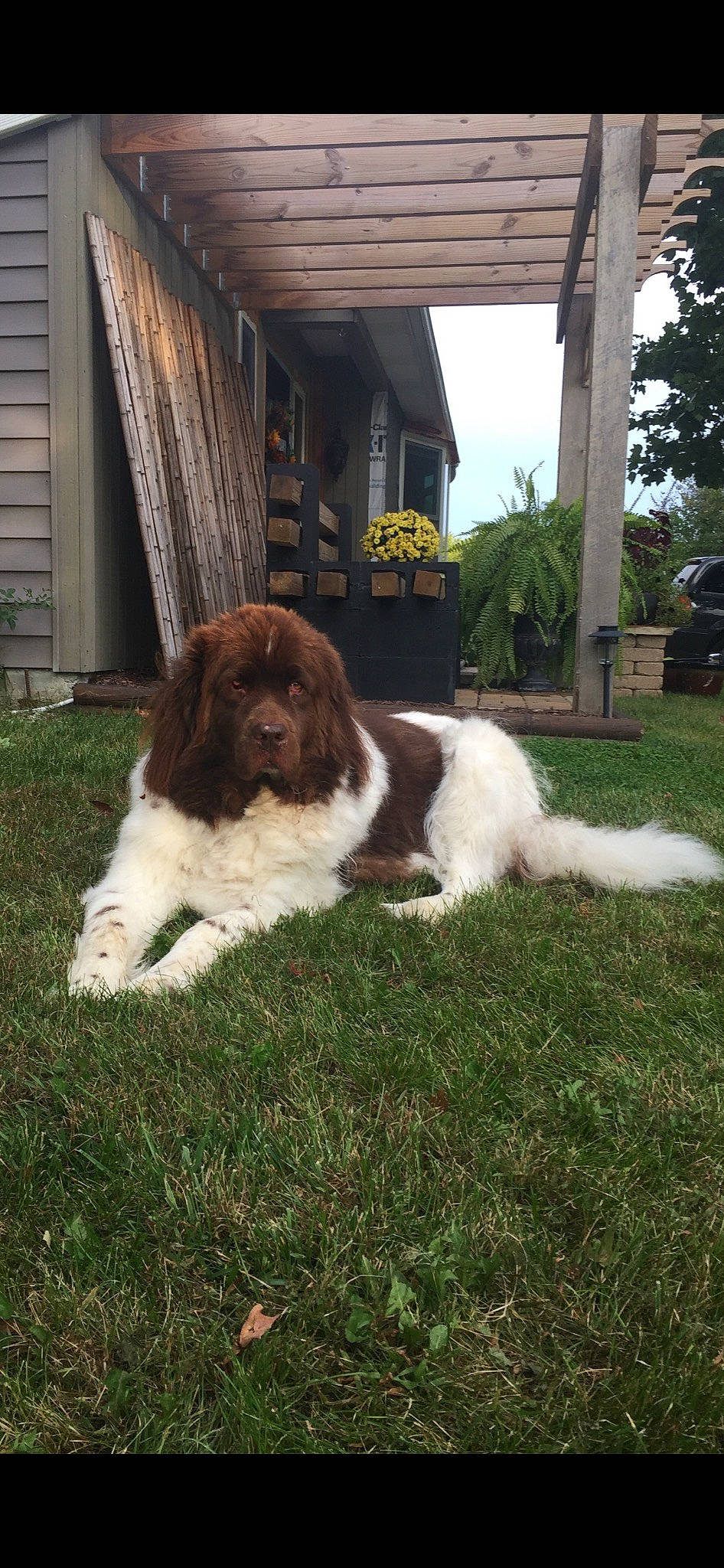 Parker joined the competition — help win amazing prizes! canidae, carnivore, companion_dog, dog, dog_breed, fawn, fur, grass, liver, moscow_watchdog, plant, porch, sky, snout, spaniel, sporting_group, terrestrial_animal, tints_and_shades, tire, tree