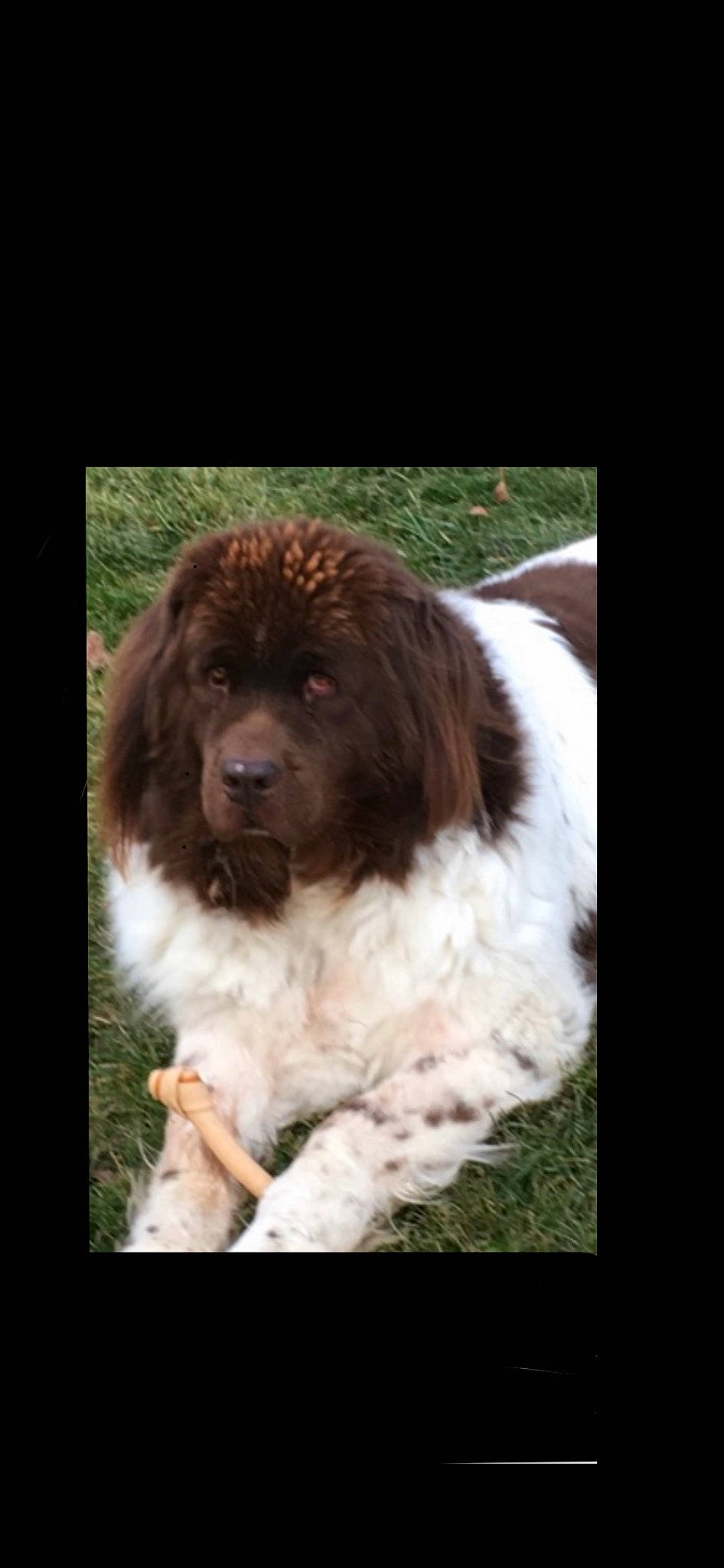 Parker is registered to the contest to win money with this photo: ancient_dog_breeds, canidae, carnivore, companion_dog, dog, dog_breed, event, fur, gaddi_kutta, giant_dog_breed, liver, snout, spaniel, sporting_group, tail, terrestrial_animal, whiskers, working_animal, working_dog