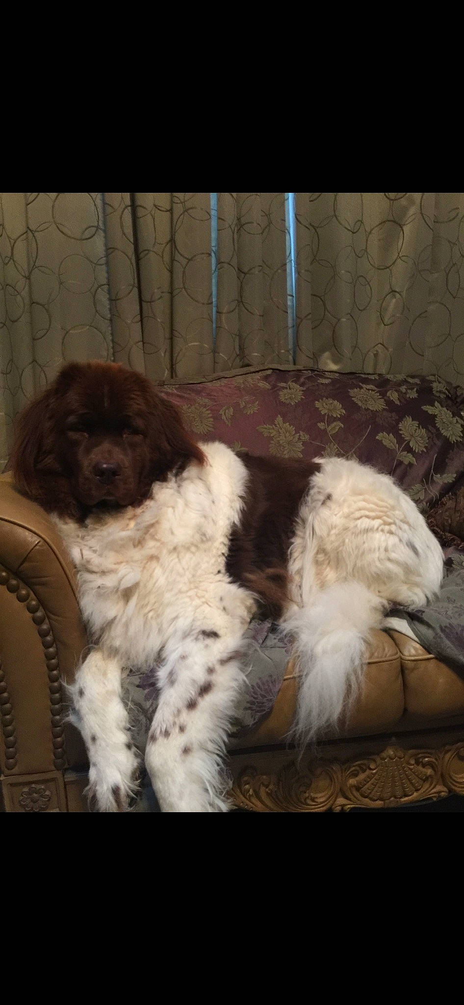 Parker joined the competition — help win amazing prizes! canidae, carnivore, cocker_spaniel, companion_dog, dog, dog_breed, fawn, fur, gun_dog, king_charles_spaniel, liver, snout, spaniel, sporting_group, tail, terrestrial_animal, tibetan_spaniel, toy_dog, water_dog, working_animal