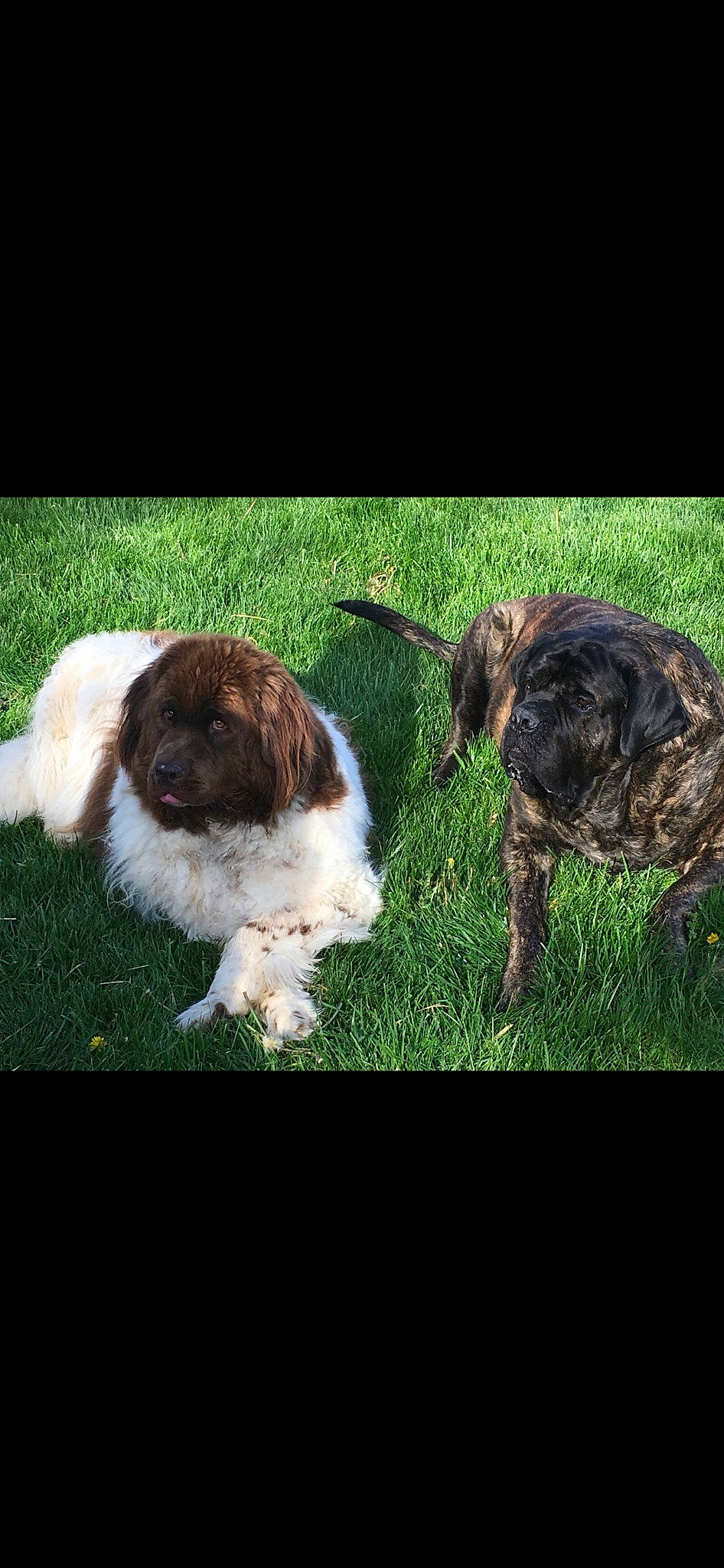 Mason Cruz is registered to the contest to win money with this photo: canidae, carnivore, collar, companion_dog, dog, dog_breed, fur, grass, happy, liver, love, snout, spaniel, sporting_group, tail, terrestrial_animal, terrier, toy_dog, welsh_springer_spaniel