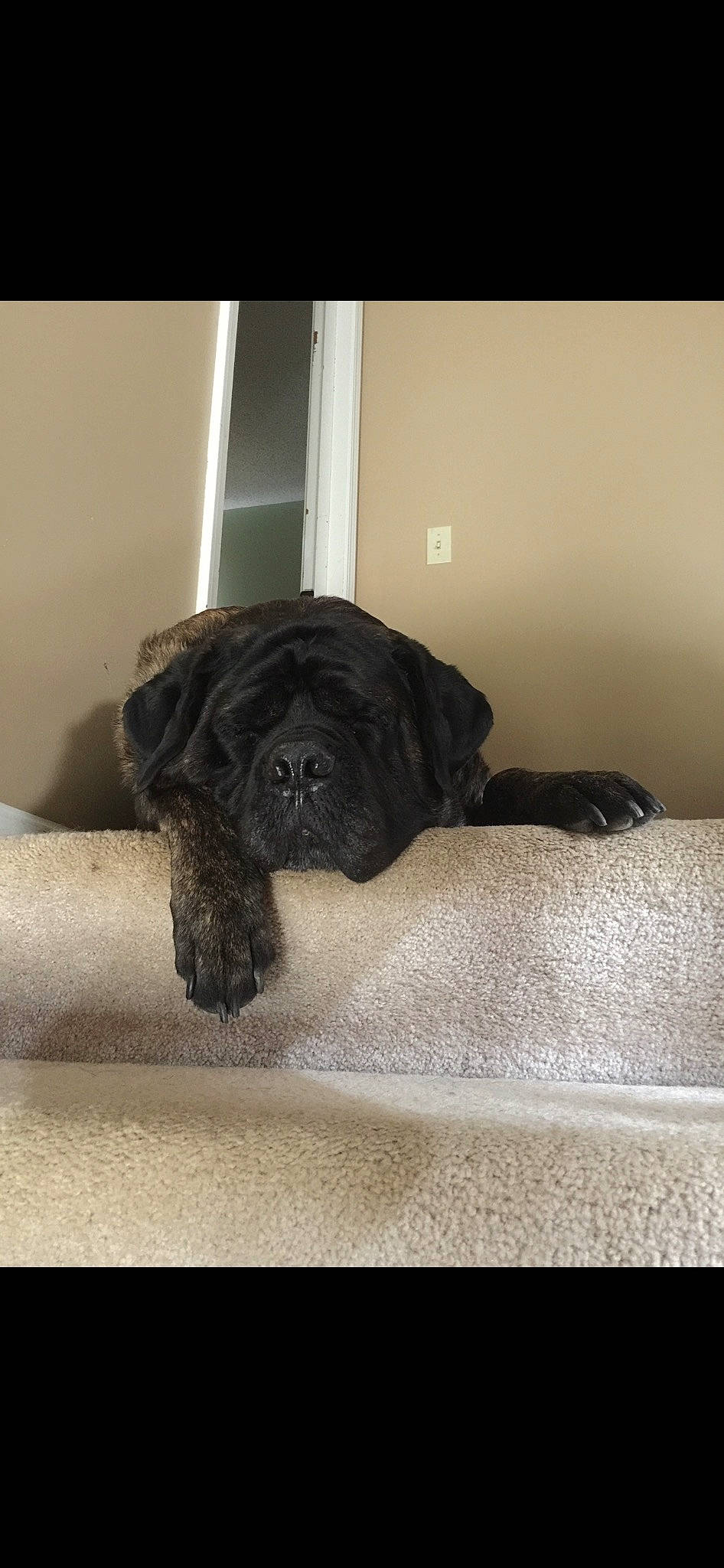 Mason Cruz is registered to the contest to win money with this photo: carnivore, comfort, companion_dog, dog, dog_breed, fawn, flooring, fur, grey, guard_dog, linens, liver, room, snout, tail, terrestrial_animal, tints_and_shades, toy_dog, wood, working_animal