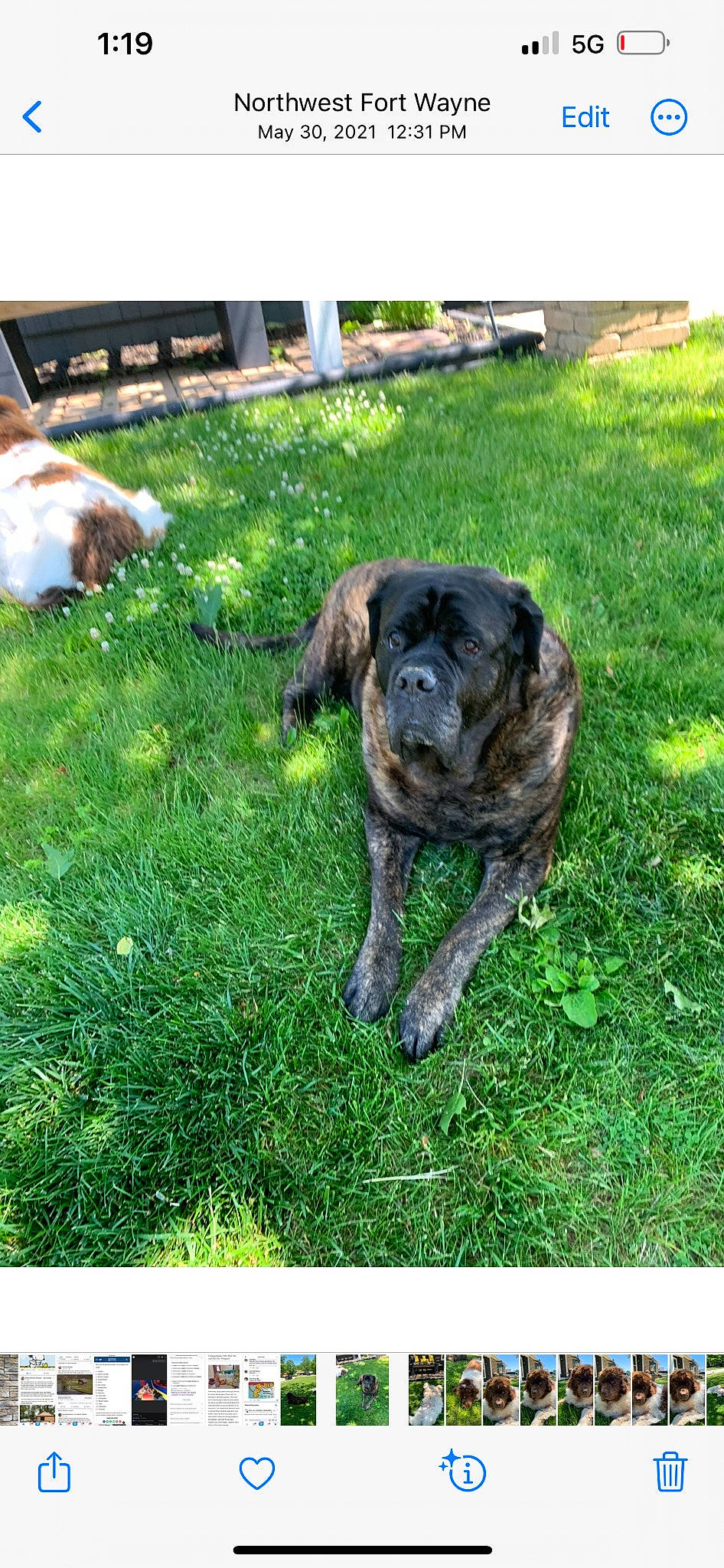 Mason Cruz joined the competition — help win amazing prizes! bench, carnivore, collar, companion_dog, dog, dog_breed, dog_collar, fence, fur, grass, groundcover, guard_dog, gun_dog, lawn, plant, sporting_group, tail, working_animal, working_dog, yard