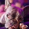 dog, french_bulldog, close_up, paw, resting, portrait, indoors, purple_lighting, pet, animal, cute, snout, wrinkles, relaxed, soft_surface, face, ears, nails, expression, companion