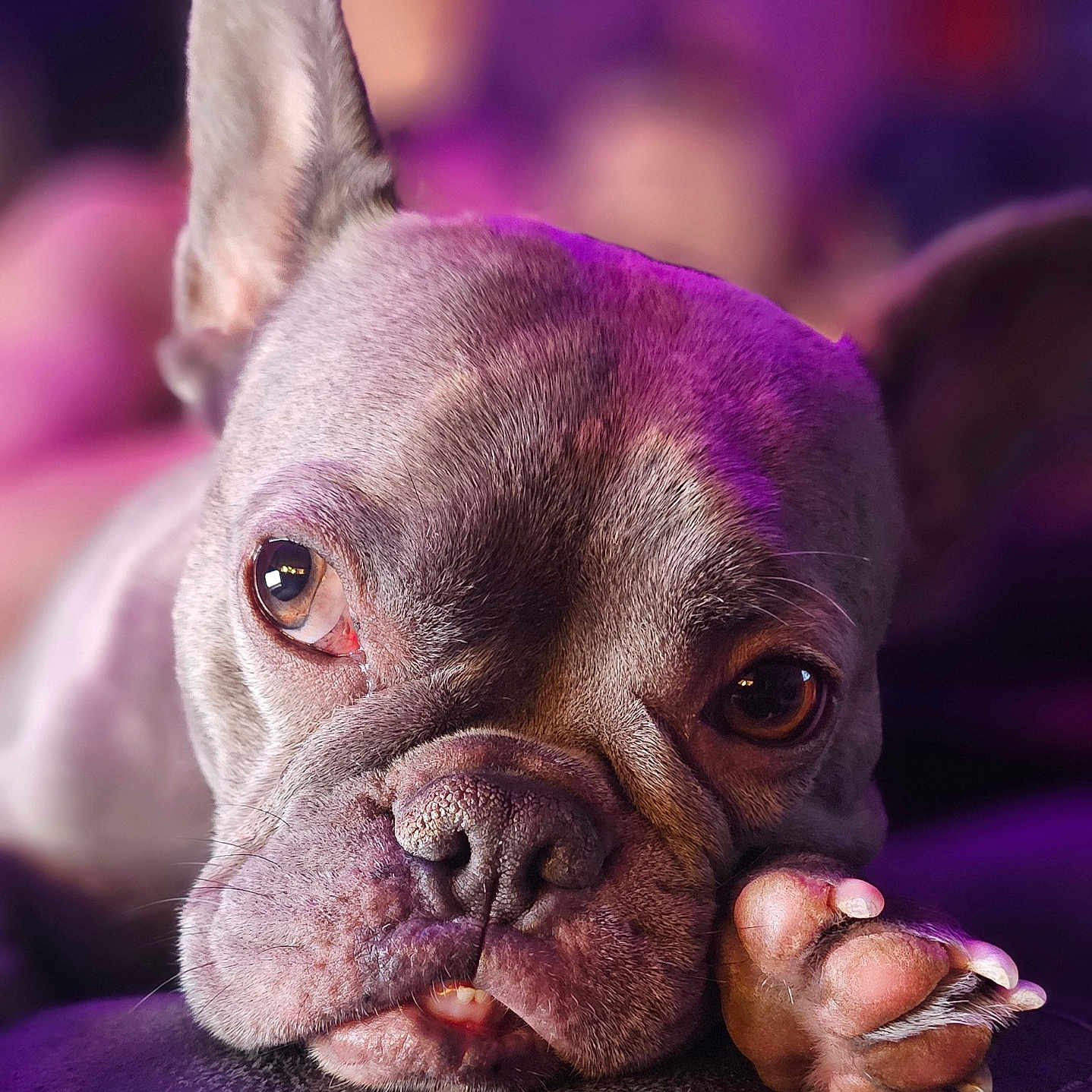 Phoebe