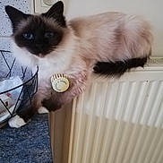 Rhea a rejoint le concours — aidez-le/la à gagner de superbes lots ! cat, fluffy, blue_eyes, radiator, countertop, wire_basket, bottle_cap, indoor, curious, pet, feline, white_wall, domestic_animal, paws, ears, face, fur, resting, household, close_up