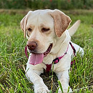Olympe a rejoint le concours — aidez-le/la à gagner de superbes lots ! dog, labrador_retriever, yellow_dog, pet, animal, grass, outdoor, nature, canine, tongue_out, pink_harness, lying_down, close_up, summer, field, muzzle, ears, fur, daylight, relaxed