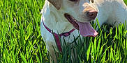 Olympe participe au concours pour gagner de l'argent avec cette photo : dog, labrador_retriever, yellow_dog, grass, field, outdoor, sunlight, pet, animal, tongue_out, happy, nature, greenery, canine, summer, walk, collar, playful, mammal, daytime