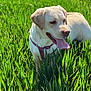 animal, canine, collar, daytime, dog, field, grass, greenery, happy, labrador_retriever, mammal, nature, outdoor, pet, playful, summer, sunlight, tongue_out, walk, yellow_dog