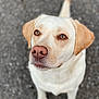 Olympe a rejoint le concours — aidez-le/la à gagner de superbes lots ! dog, golden_retriever, labrador, pet, animal, close_up, outdoor, fur, face, ears, nose, eyes, canine, looking_up, portrait, mammal, friendly, companion, blurred_background, pavement