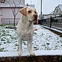 Olympe participe au concours pour gagner de l'argent avec cette photo : dog, yellow_labrador, snow, yard, grass, fence, house, tree, outdoor, pet, canine, winter, residential, animal, guard, watchful, sidewalk, quiet, daylight, cold
