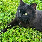 Sparrow participe au concours pour gagner de l'argent avec cette photo : animal, black_cat, cat, close_up, clover, curious, daylight, feline, fur, grass, green_eyes, leafy, lying_down, nature, outdoor, pet, relaxed, summer, whiskers, wildlife