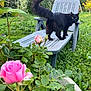 Sparrow participe au concours pour gagner de l'argent avec cette photo : animal, black_cat, bush, cat, chair, daylight, flower, fluffy, garden, grass, greenery, leaves, nature, outdoor, pet, pink_rose, plant, plastic_chair, summer, tail