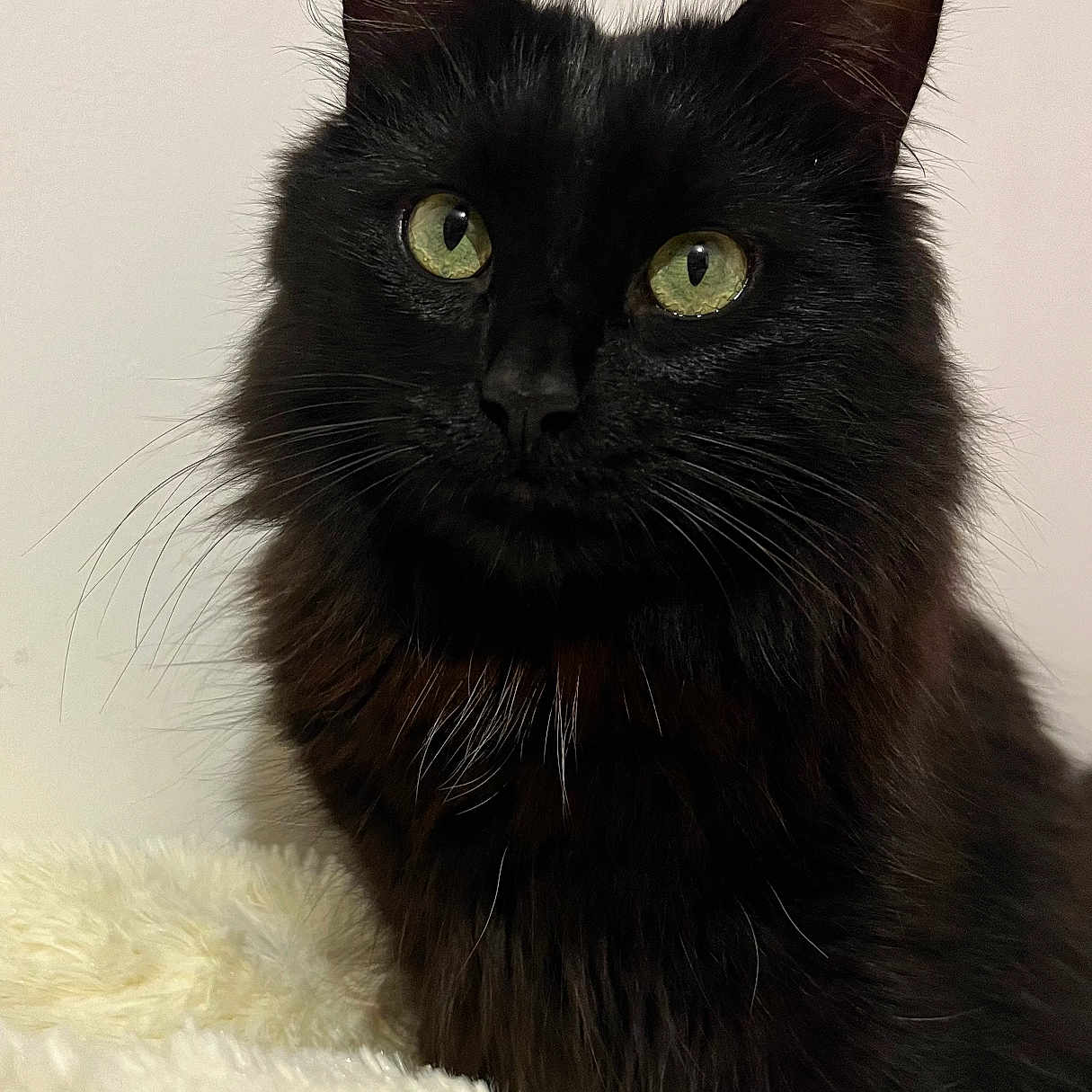 Sparrow a rejoint le concours — aidez-le/la à gagner de superbes lots ! animal, blackcat, cat, kitten, manx, pet