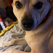 Sam joined the competition — help win amazing prizes! dog, canine, pet, close_up, portrait, nose, eyes, whiskers, fur, muzzle, collar, paw, blanket, bed, indoor, cozy, lying_down, looking_at_camera, warm_lighting, home