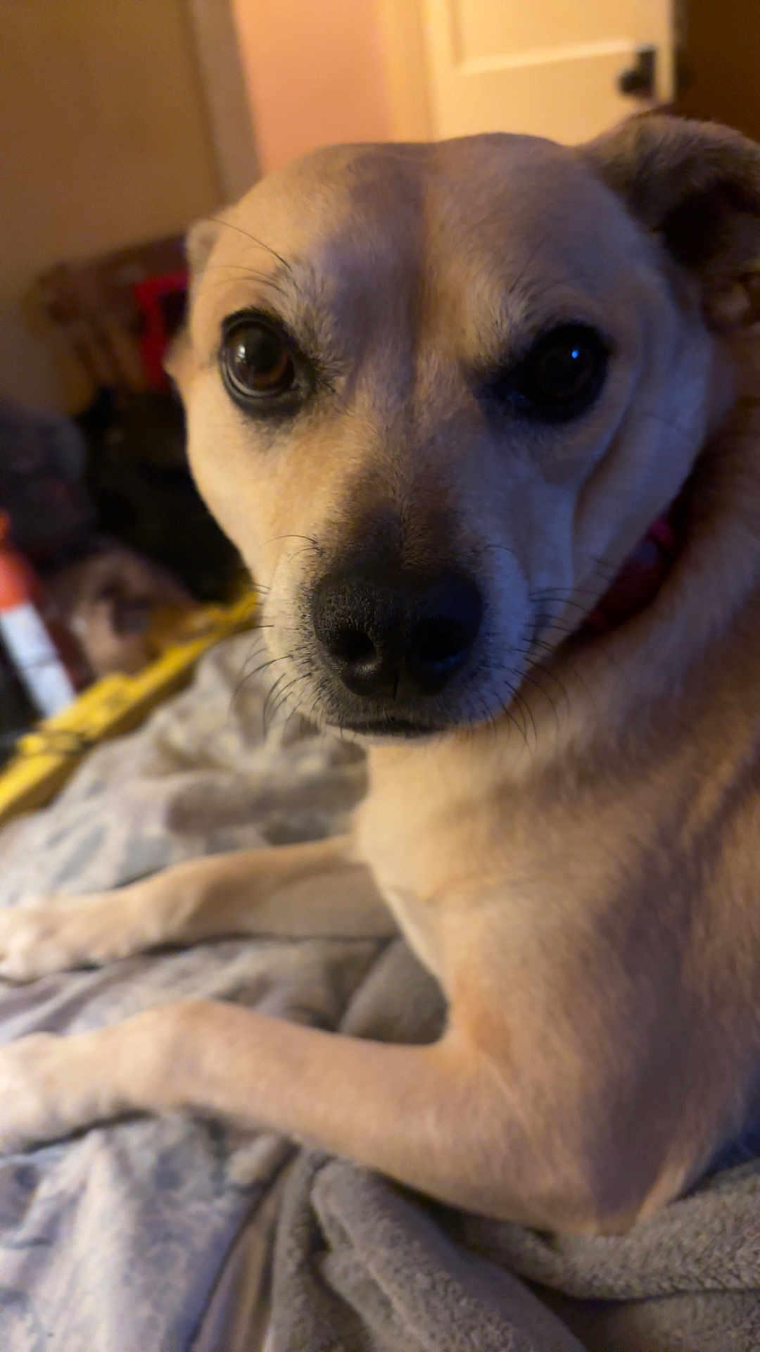 Sam joined the competition — help win amazing prizes! dog, canine, pet, close_up, portrait, nose, eyes, whiskers, fur, muzzle, collar, paw, blanket, bed, indoor, cozy, lying_down, looking_at_camera, warm_lighting, home