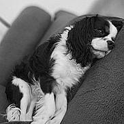 Ayko a rejoint le concours — aidez-le/la à gagner de superbes lots ! dog, sleeping, couch, black_and_white, cozy, pet, fur, relaxing, indoor, comfort, resting, canine, cute, domestic_animal, companion, curled_up, fluffy, napping, soft, home