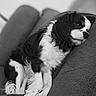 dog, sleeping, couch, black_and_white, cozy, pet, fur, relaxing, indoor, comfort, resting, canine, cute, domestic_animal, companion, curled_up, fluffy, napping, soft, home