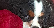 Ayko a rejoint le concours — aidez-le/la à gagner de superbes lots ! animal, blanket, cavalier_king_charles_spaniel, close_up, companion, cozy, cute, dog, eye, face, fur, indoors, nose, pet, red, resting, sleepy, snuggling, soft_texture, tricolor