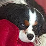 Ayko a rejoint le concours — aidez-le/la à gagner de superbes lots ! dog, cavalier_king_charles_spaniel, close_up, tricolor, fur, nose, eye, blanket, red, snuggling, sleepy, resting, soft_texture, pet, animal, indoors, cozy, face, cute, companion