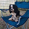 Ayko participe au concours pour gagner de l'argent avec cette photo : dog, puppy, cavalier_king_charles_spaniel, blue_chair, outdoor, grass, fence, pet, animal, sitting, fur, cute, small_dog, nature, leafy_background, sunlight, resting, paw, wood, folding_chair