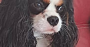 Ayko participe au concours pour gagner de l'argent avec cette photo : dog, cavalier_king_charles_spaniel, pet, animal, tricolor, close_up, ears, fur, sitting, indoor, red_background, leather, cute, portrait, muzzle, whiskers, calm, companion, domestic_animal, canine