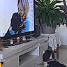 dog, television, woman, plant, living_room, candle, rug, table, furniture, pet, indoor, black_dog, collar, watching, hugging, screen, decor, cozy, home, carpet