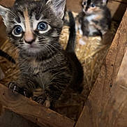 Lizzy joined the competition — help win amazing prizes! kitten, cat, animal, pet, wooden_box, straw, curious, cute, feline, young, indoor, brown, tabby, fur, whiskers, claws, playful, small, mammal, domestic