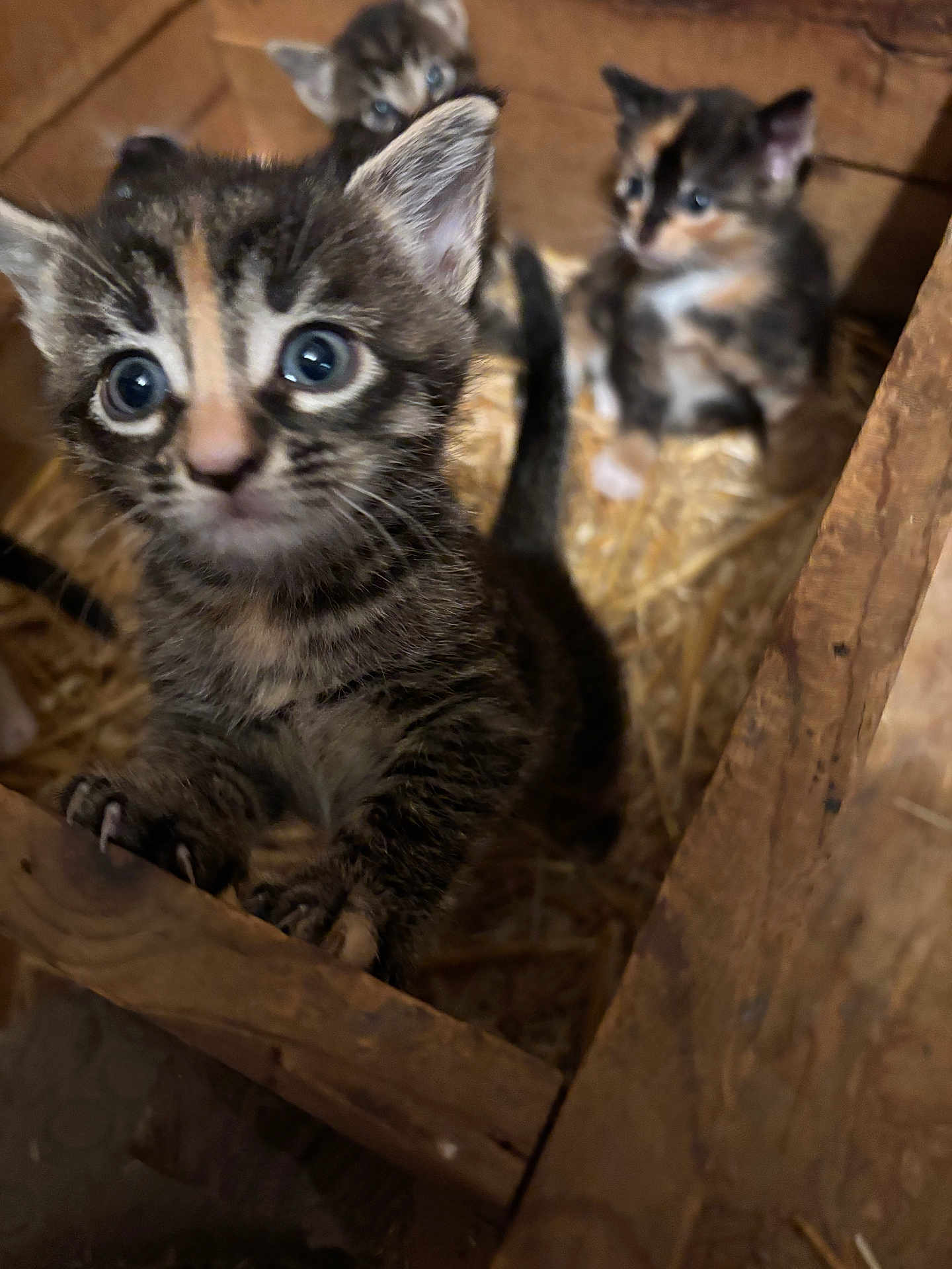 Lizzy joined the competition — help win amazing prizes! kitten, cat, animal, pet, wooden_box, straw, curious, cute, feline, young, indoor, brown, tabby, fur, whiskers, claws, playful, small, mammal, domestic