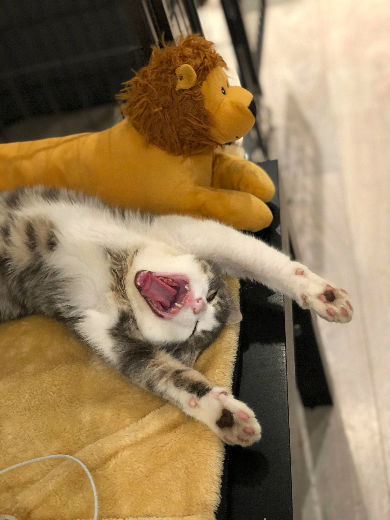 Hiro a rejoint le concours — aidez-le/la à gagner de superbes lots ! american_curl, big_cats, carnivore, cat, felidae, fur, paw, small_to_medium_sized_cats, whiskers