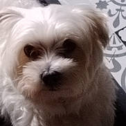 Philou participe au concours pour gagner de l'argent avec cette photo : animal, canine, closeup, companion, curious, cute, dog, domestic_animal, face, floor, fluffy, fur, furry, indoor, looking, patterned_floor, pet, portrait, small_dog, white_dog