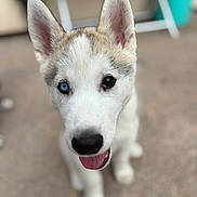 Alpha a rejoint le concours — aidez-le/la à gagner de superbes lots ! puppy, dog, husky, heterochromia, blue_eye, brown_eye, close_up, tongue_out, ears, fur, pet, animal, cute, young, outdoor, blurred_background, face, friendly, happy, canine