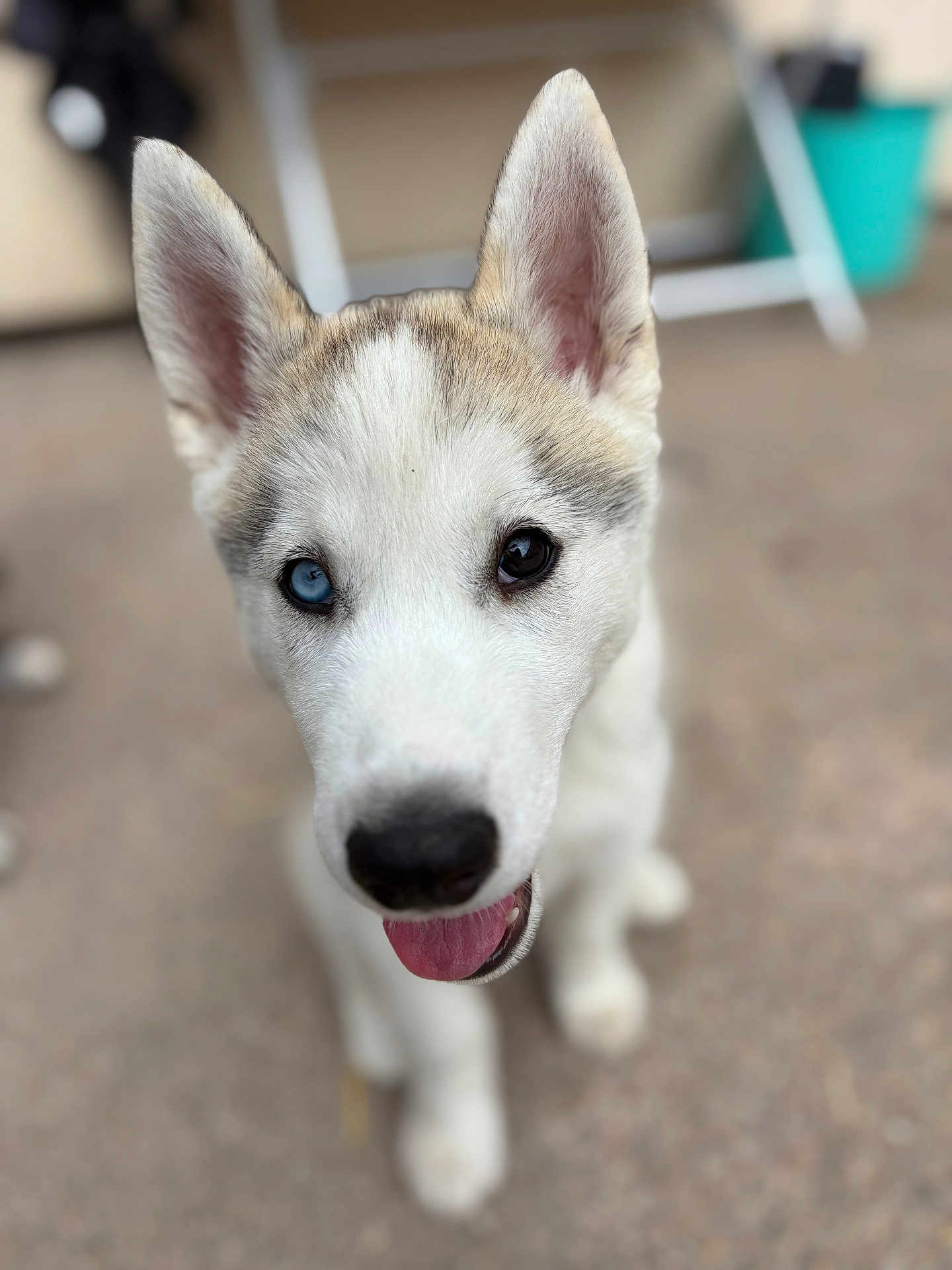 Alpha a rejoint le concours — aidez-le/la à gagner de superbes lots ! puppy, dog, husky, heterochromia, blue_eye, brown_eye, close_up, tongue_out, ears, fur, pet, animal, cute, young, outdoor, blurred_background, face, friendly, happy, canine