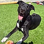 dog, black_dog, white_paws, tongue_out, grass, toy, sunny, outdoor, pet, happy, playful, canine, chewed_toy, paw, animal, smiling, laying_down, backyard, shadow, summer
