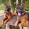 Navyetpepsy a rejoint le concours — aidez-le/la à gagner de superbes lots ! dog, german_shepherd, outdoor, table, wood, nature, greenery, trees, tongue_out, pet, animal, two_dogs, playful, resting, canine, fur, ears, forest, bench, harness
