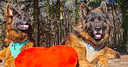 Navyetpepsy participe au concours pour gagner de l'argent avec cette photo : german_shepherd, dog, outdoor, forest, bench, wood, heart_shape, sunlight, nature, happy, pet, animal, greenery, tree, canine, portrait, daylight, two_dogs, leisure, harness